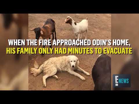 dog saves goats dog saves goats