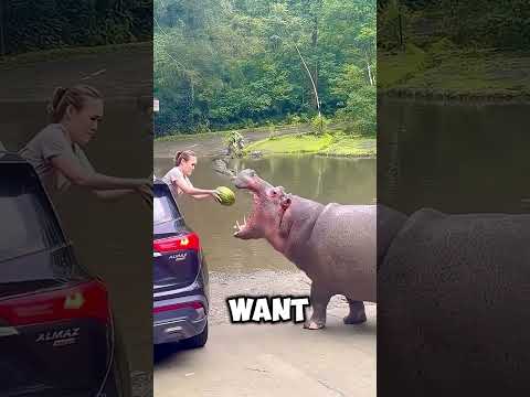 Animals That Can K*i*l*l You Out of Nowhere! 🐍🐾😱