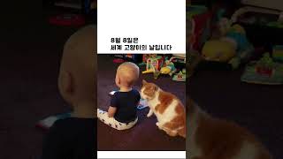 8월 8일은 세계 고양이의 날입니다