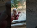#viral #video #shortvideo #shortsvideo #viralvideo #youtubeshorts #youtube #videoshort #videoviral