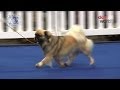 Manchester Championship Dog Show 2013 - Utility group の動画、YouTube動画。