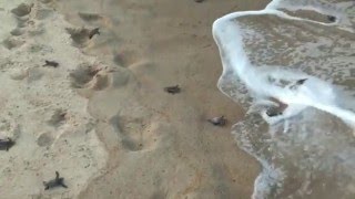 Naissance des tortues à Poilão - Bijagos - AFRICA PRINCESS