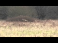 Short-eared Owl (Asio flammeus) hunting over the meadow