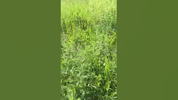 ЛУЧШАЯ ТРАВА ДЛЯ ОВЕЦ