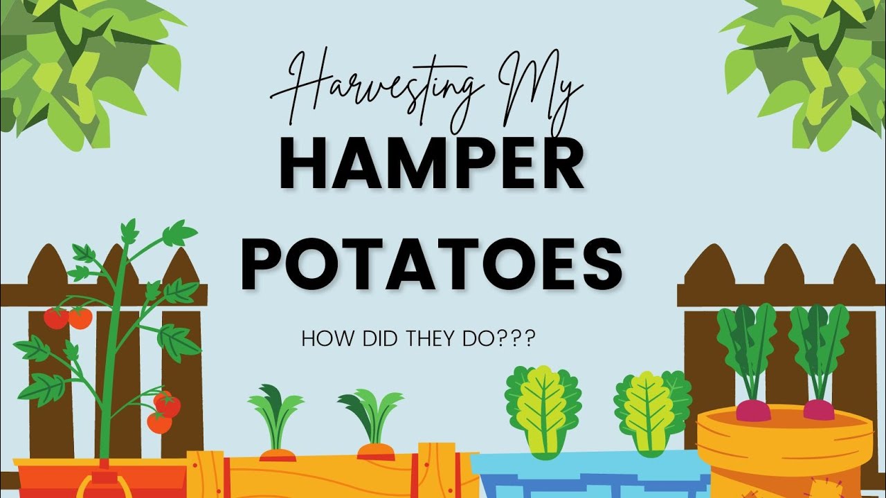 Harvesting My Hamper Potatoes * PLUS Garden Update *Beginner Gardener