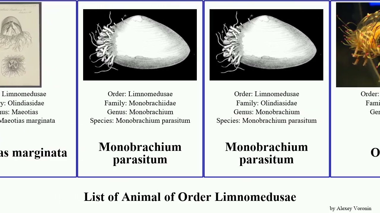 List of Animal of Order Limnomedusae hat jelly aphrodite marginata formosus Olindias Gonionemus