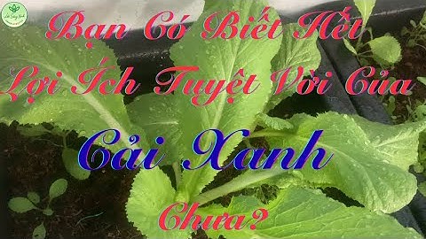Bạn Có Biết Hết Lợi Ích Tuyệt Vời Của Cải Xanh Chưa?