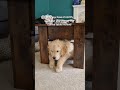 Mum, can you find me! #dog #puppy #funnypuppy #funnydogvideos #goldenretreiver