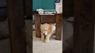Mum, can you find me! #dog #puppy #funnypuppy #funnydogvideos #goldenretreiver