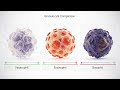 🩸 Composition of Blood & Types of Blood🩸