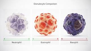🩸 Composition of Blood &amp; Types of Blood🩸 