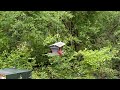 Northern Cardinal On Bird Feeder