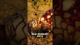 Kafasini Kopariyor Vücudu Yeni̇den Çikiyor