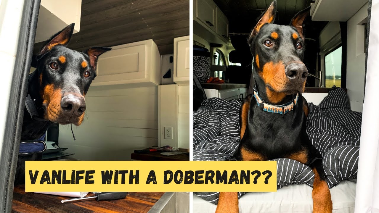 LEARN HOW TO LIVE VANLIFE WITH A DOG