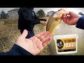 How To Out Fish Someone With Live Bait!