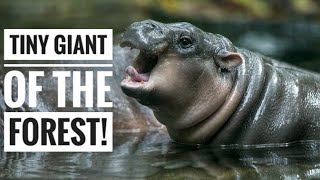 Pygmy Hippopotamus || Small in Size, Big in Mystery