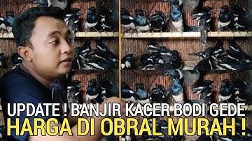 PASAR KACER ! BANJIR KACER BODI GEDE DI OBRAL MURAH HARI INI PASAR BURUNG PRAMUKA 