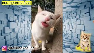 Konuşan Kediler Izliyoruz