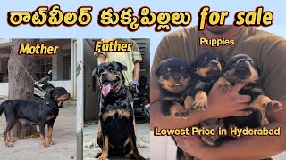 Rottweiler for sale in low price | All pups SOLD OUT ❌ | #hyderabad | #rottweiler #rottweilerpuppy