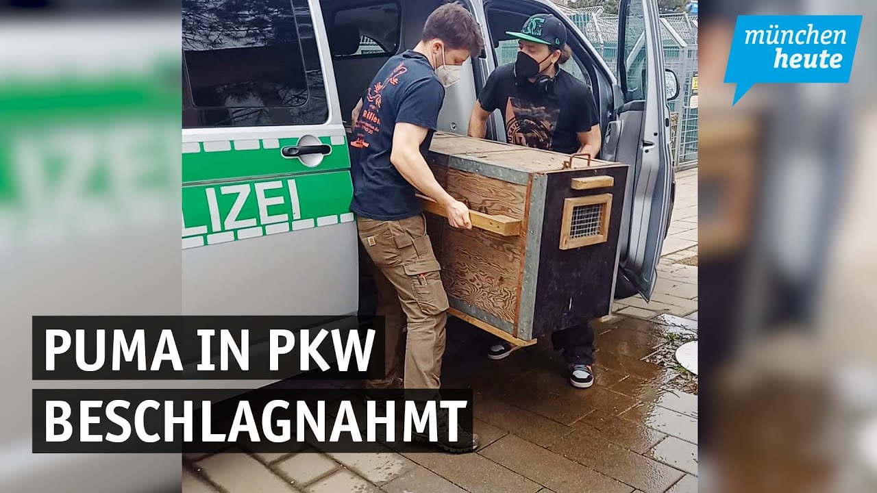 Zoll schrottet beschlagnahmte Luxus-Karren (mit Absicht!) | Philippinen