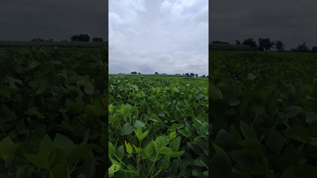 heavy rain damage  crops 😥