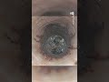 परमाणु बंकर में फंसी एक दूसरे को खाने वाली चीटियां [Cannibal ants in former nuclear bunker]
