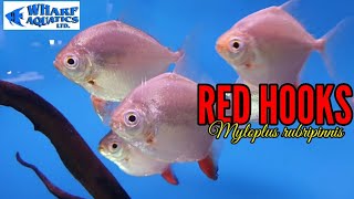 Red Hooks - Myloplus rubripinnis