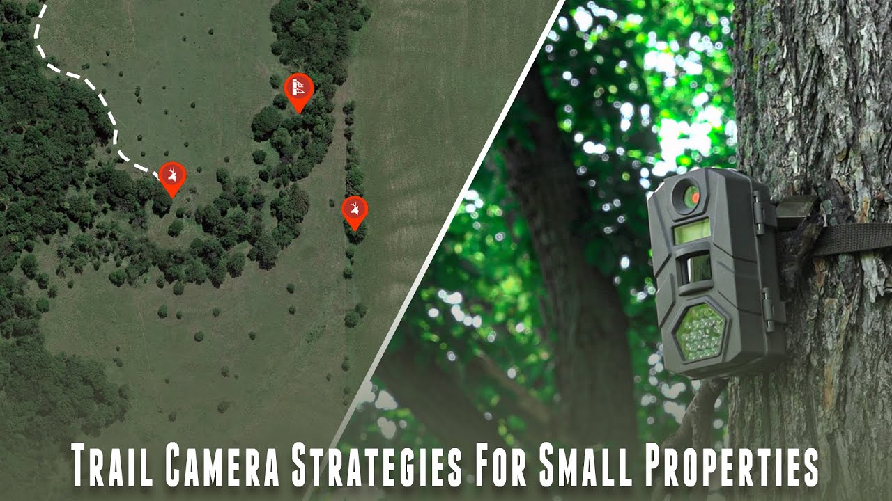 Summer Trail Camera Strategies For SMALL PROPERTIES!
