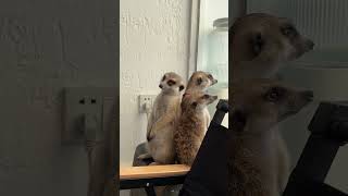 Be Sure To Watch Until The End! ! ! ! 🤣🤣#Meerkat  #Pets #Cute #Animals #Funny #Shorts #Foryou