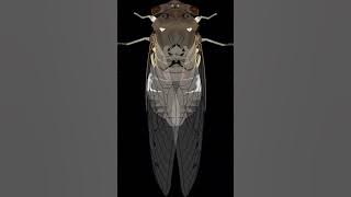 Suara Jangkrik (1 Menit)