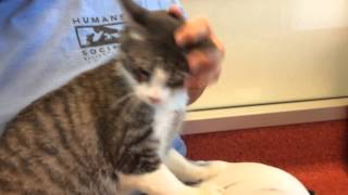 Cashew, An Adoptable Cat