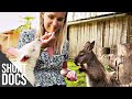 Animal Rescue - Meet the Surrogate Kangaroo Mum | Free Documentary Shorts