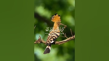 من ذا الذي يقرض الله قرضا حسنا __ عبدالعزيز العسيري , سورة الحديد #راحة_نفسية
