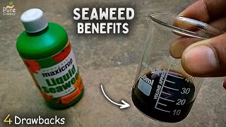 10Reasons To Use SeaWeed Fertilizer For Plants | Uses & Benefits Of SeaWeed Liquid!