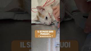 Comment se passe l'anesthésie chez le chat ? screenshot 4