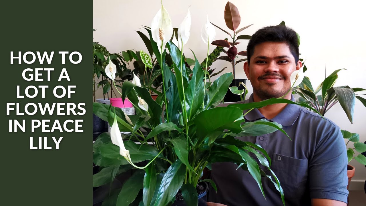 How to get a lot of flowers in Peace Lily EASY Tips You Should Know