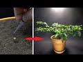 Black Naga Chili Time Lapse -  Seed To Fruit in 212 days