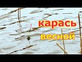 Ведро КАРАСЯ на удочку в начале апреля. Ловля карася на поплавок весной. С махом за карасем