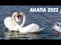 #АНАПА 2022 / Лебеди вернулись ! Не слово о беженцах ?