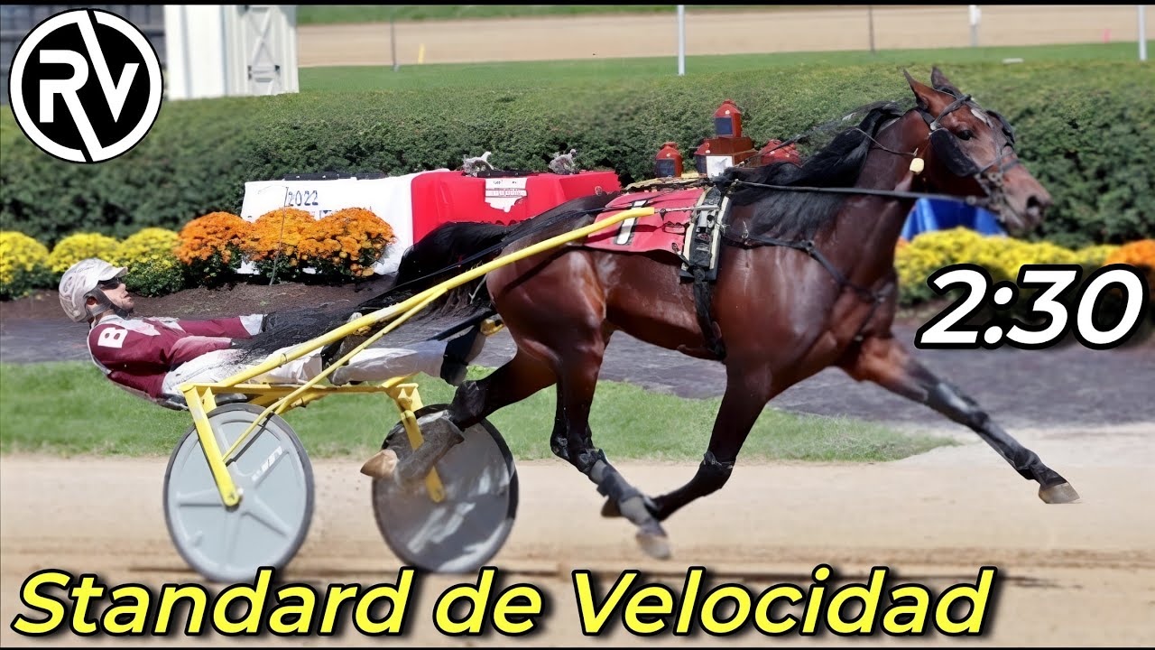Caballo Standardbred | El Trotón MAS RAPIDO del mundo