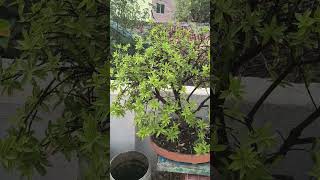 Bonsai tree #gardening
