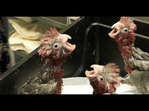 Video: Kā Rūpēties Par Kakadu Papagaiļu?