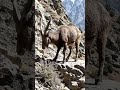 Markhor grazing in the mountains of Pakistan #animals #wildlife #nature #mountains #travel