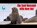Big Seal Rescue with New Net