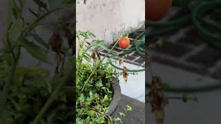 Tomato at home 🍅 #trending #youtube
