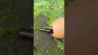 A swarm of millipedes emerges from its egg shell.#shortvideo#centipede