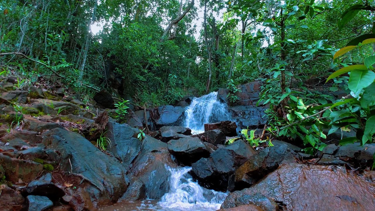 Relax in Beautiful Forest, Peaceful Forest Stream with Bird Songs, Nature Sounds, Forest Ambience