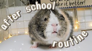 After School Guinea Pig Routine | 2021