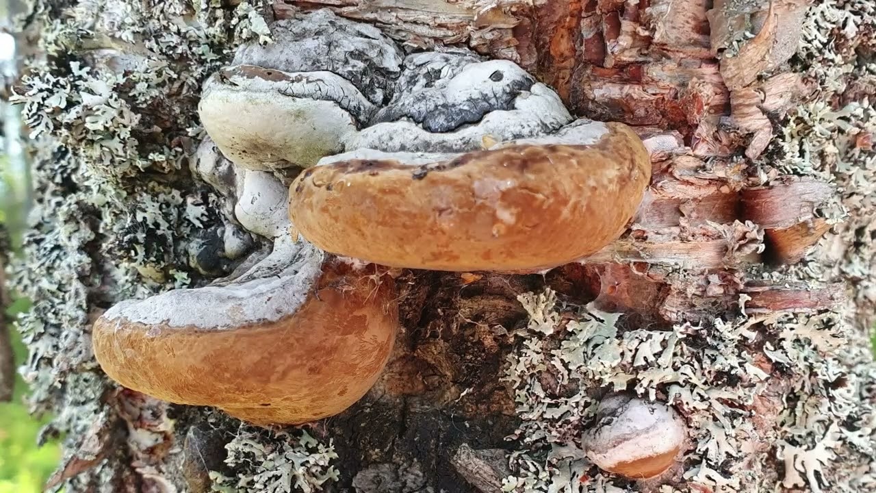 Tranquility of the North of Finland Kuusamo