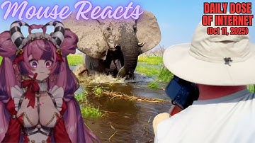 Mouse Reacts to Daily Dose of Internet: Safari Trip Goes Horribly Wrong (Oct 11, 2025)